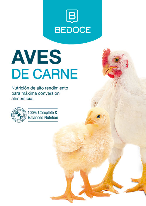 Línea Aves de Carne BEDOCE