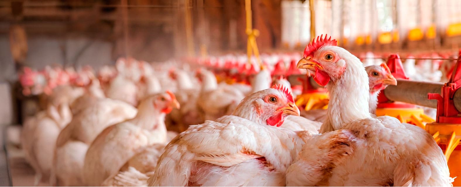 Aves de carne BEDOCE