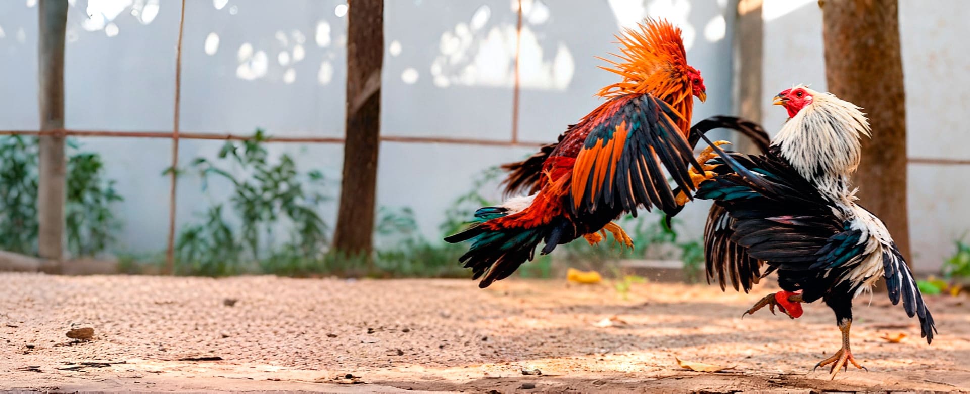 Gallos de pelea BEDOCE