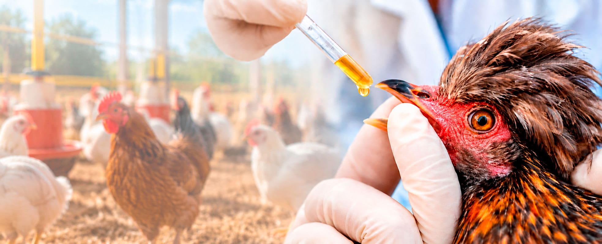 Alimento medicado BEDOCE