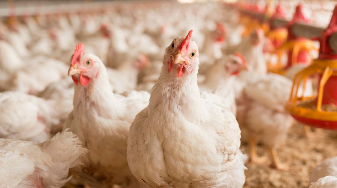 Aves de carne y alimentación BEDOCE
