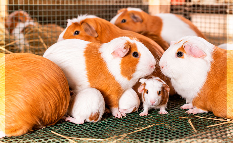 Alimentos para conejos
