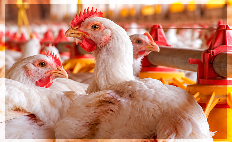 Alimentos para aves de carne