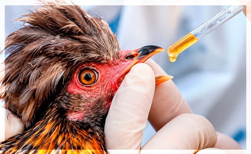 Alimento medicado BEDOCE