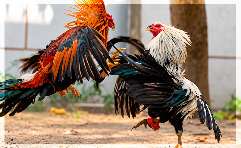Alimentos para gallos de pelea