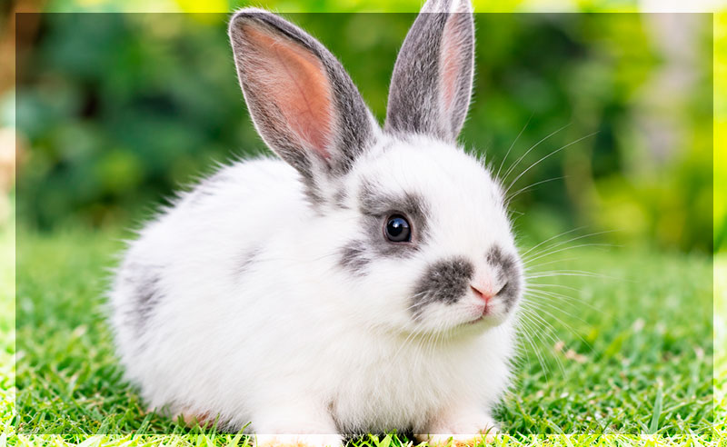 Alimentos para conejos