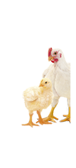 Aves de carne BEDOCE