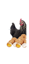Alimento Nutricional para Gallinas en Postura