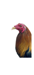 Alimento para gallos de pelea