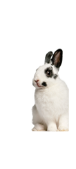 Alimento Coneplus para conejos